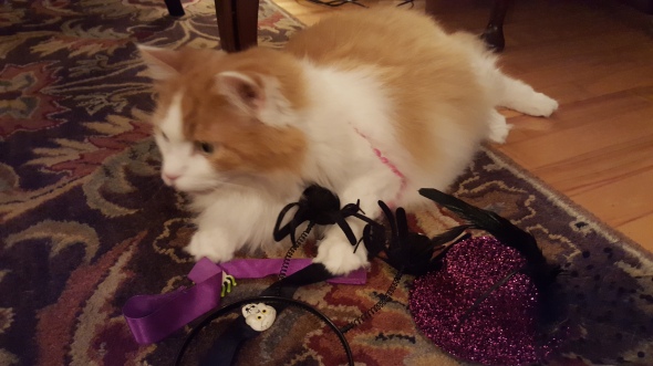 cats costumes foster halloween