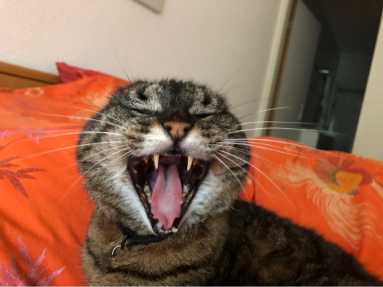 Tabby laughing